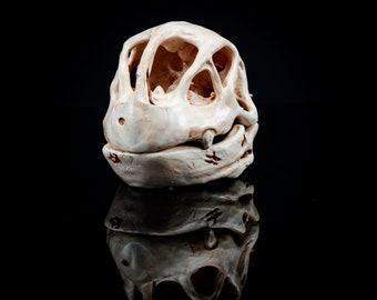 Meganium Skull Replica | 3D Printed | Vegan Taxidermy | Cruelty Free!