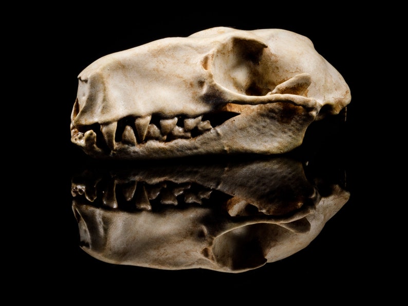 Fruit Bat Skull Replica 3D Printed Vegan Taxidermy Etsy