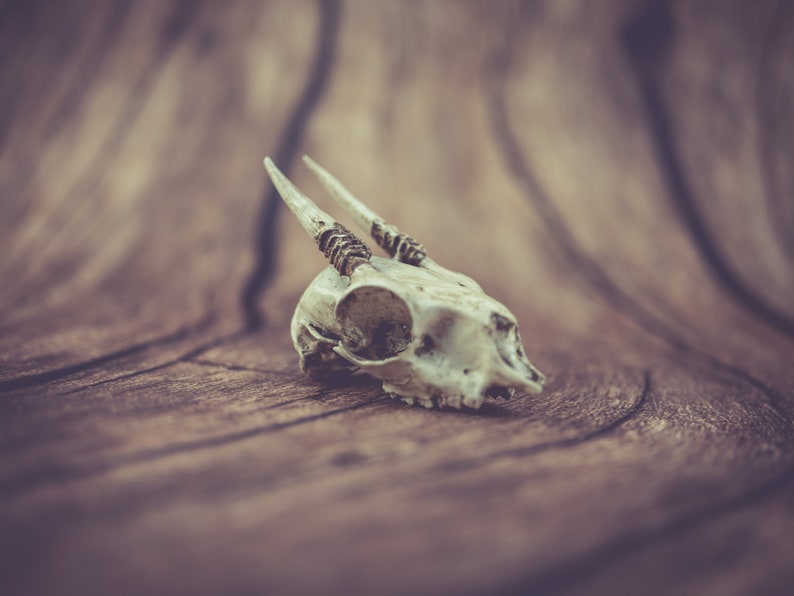 Dik-Dik Skull Replica 3D Printed Vegan Taxidermy Cruelty | Etsy