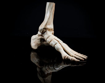 Human Left Foot With Tibia and Fibula Replica | 3D Printed | Vegan Taxidermy | Cruelty Free!
