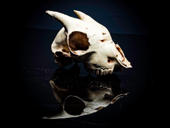 Pygmy Goat Skull Replica 3D Printed Vegan Taxidermy - Etsy Pygmy Goat Skull Replica 3D Printed Vegan Taxidermy - Etsy