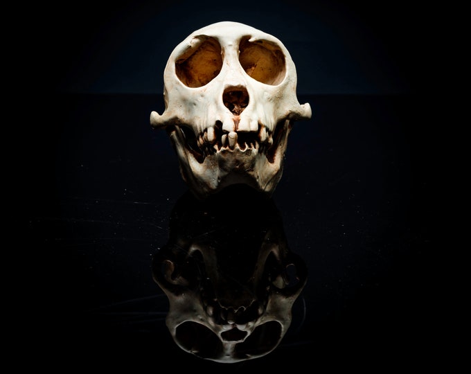 Rhesus Monkey Skull Replica | 3D Printed | Vegan Taxidermy | Cruelty Free!