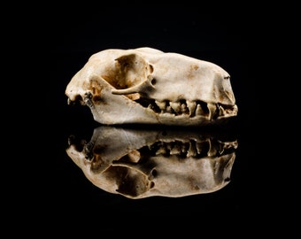 Fruit Bat Skull Replica | 3D Printed | Vegan Taxidermy | Cruelty Free! | Museum Quality