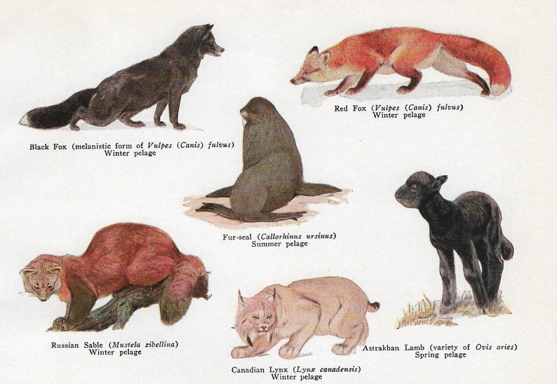 1936 Vintage Fur Bearing Animals Print Fox Beaver Mink Print Etsy