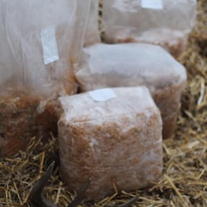 May include: Four clear plastic bags filled with a light brown substance, possibly mushroom spawn, are stacked on a bed of straw. Each bag is sealed with a white label. The bags are in various sizes and shapes.