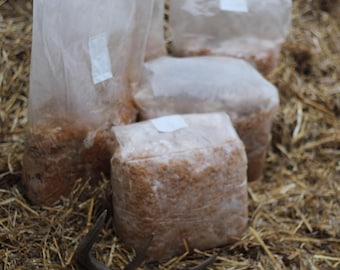 10 lb Winecap Mushroom Spawn: Organic Garden Grow Kit