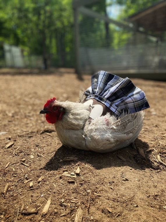 Selle de poulet, tablier de poulet, costume de poulet, costume de