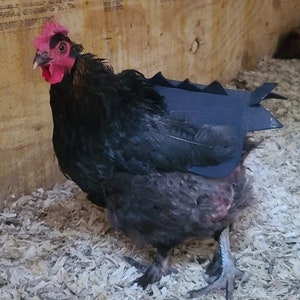 Chicken Saddle, Chicken Apron, Chicken Costume, hen saddle, hen apron, gift for chicken lover