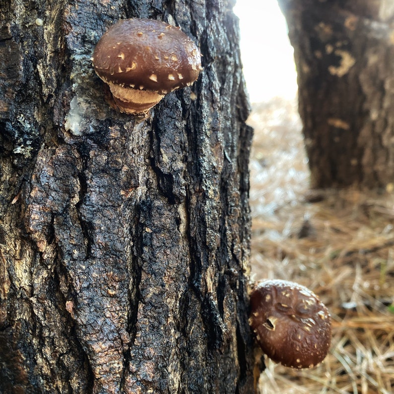 Mushroom Log Shiitake Grow Kit Shiitake Mushroom Kit Unique Etsy