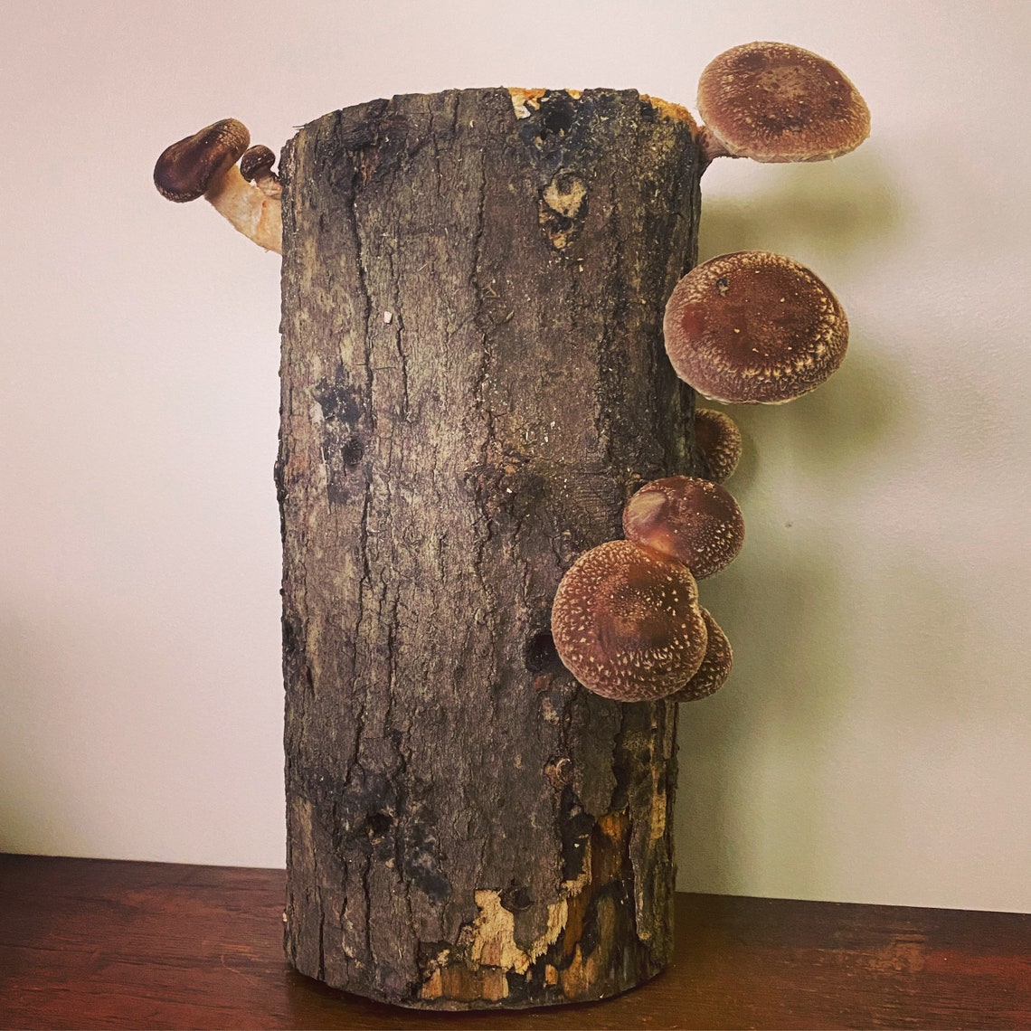 Shiitake Mushroom Log Shiitake Grow Kit Shiitake Mushroom Etsy