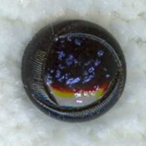 May include: A black button with a circular design and a multi-colored center. The center has a dark blue, red, yellow, and white design.