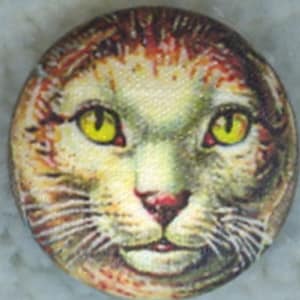 May include: A close-up of a cat's face with yellow eyes and a white and brown tabby pattern. The cat is looking directly at the viewer.