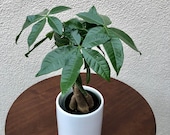 Pachira Aquatica quot Money Tree quot Live Plant