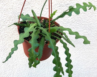 Selenicereus Anthonyanus Fish Bone Cactus Rick Rack Cactus Etsy