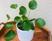 Pilea peperomioides-Chinese Money Plant-Live Indoor Plant-Large Chinese Coin Plant-Rare House Plant-Dorm- Succulent