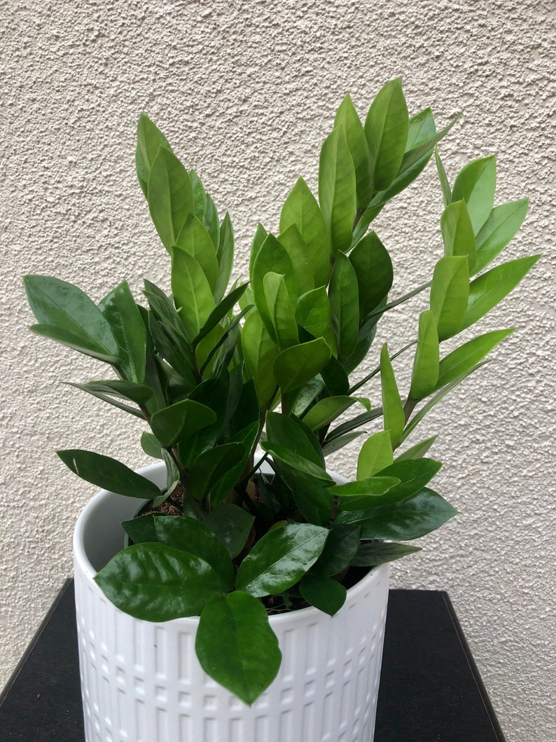 ZZ Plant California grown Zamioculcas zamiifolialive