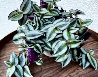 wandering jew plants was; lot o 5-6 cuttings cut price and will fill box deal! 