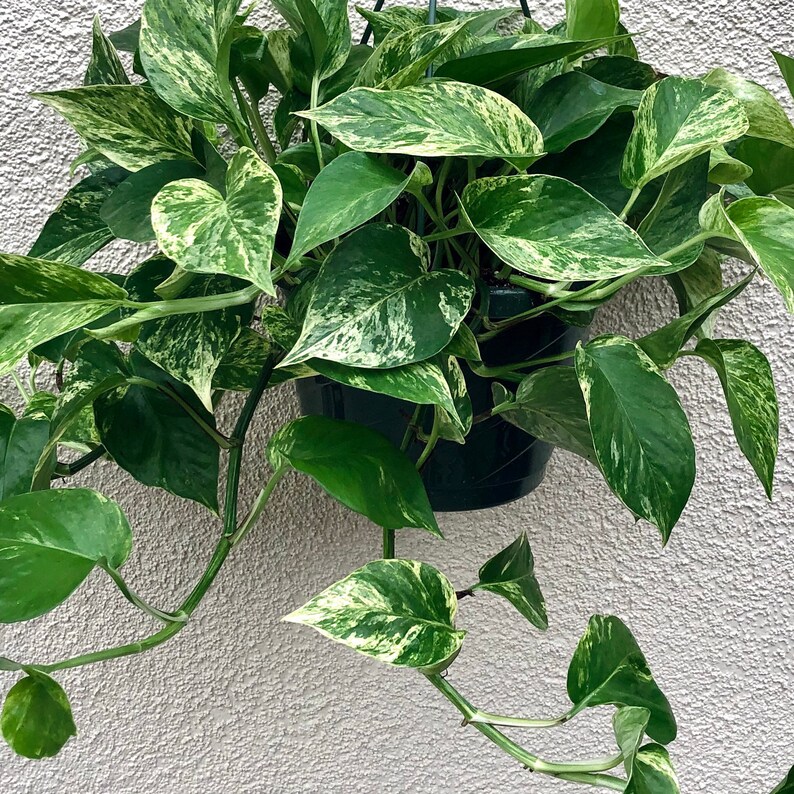 Large Marble Queen Pothos live house plant indoor low light Etsy