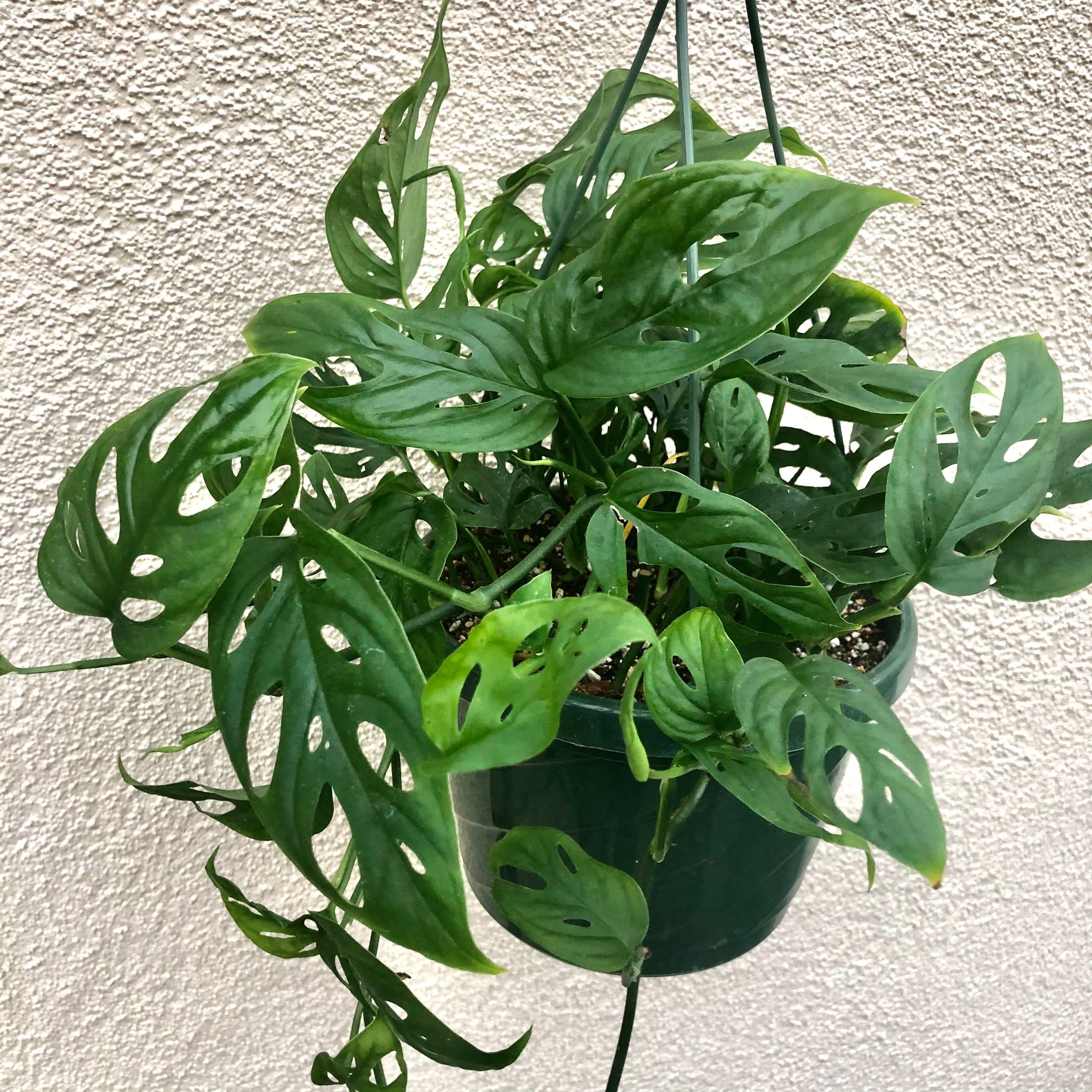 Large Monstera Adansonii ***Narrow Leaf! *** - Swiss Cheese Plant - S…
