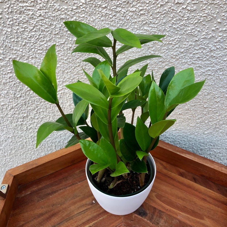 ZZ Plant California grown Zamioculcas zamiifolialive