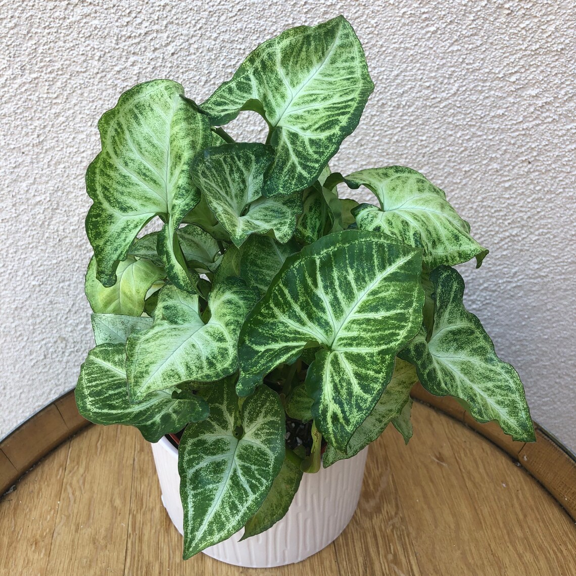 LARGE White Butterfly Arrowhead Plant White Butterfly Etsy
