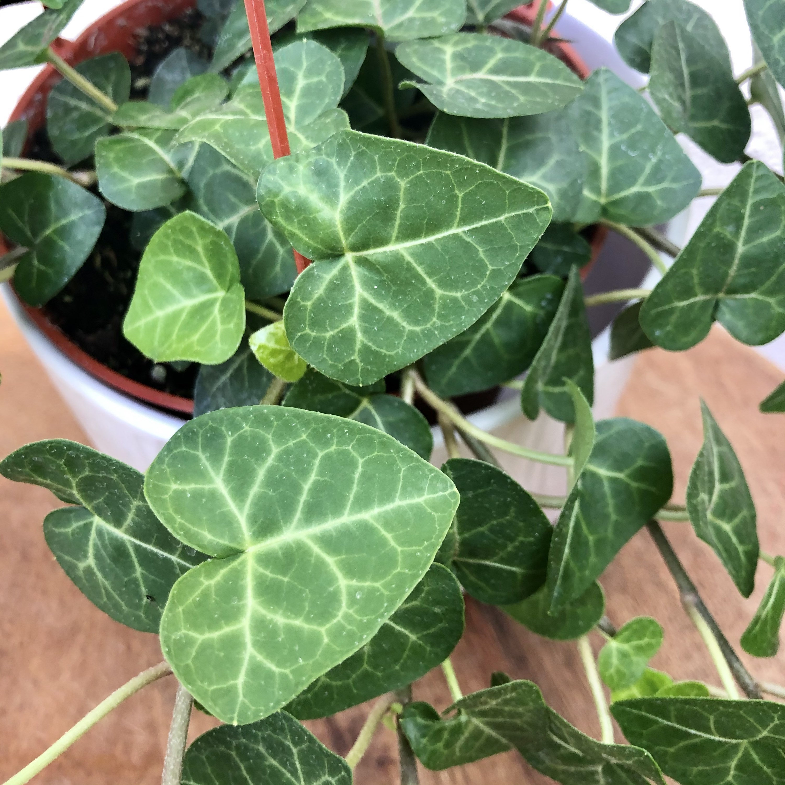 6 �Heart Shaped� Ivy Hanging Plant Sweetheart Etsy