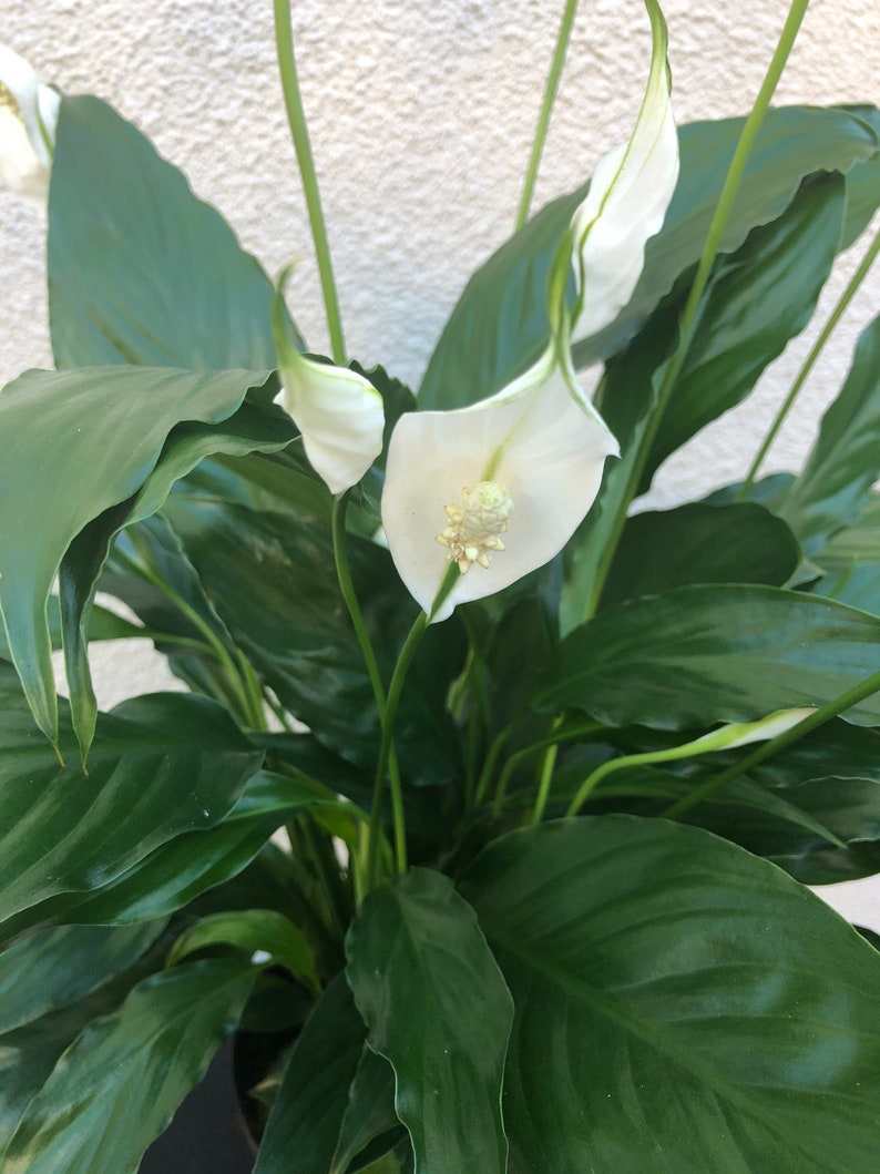 Peace Lily Air Purifying PlantEasy Care Low Light Etsy