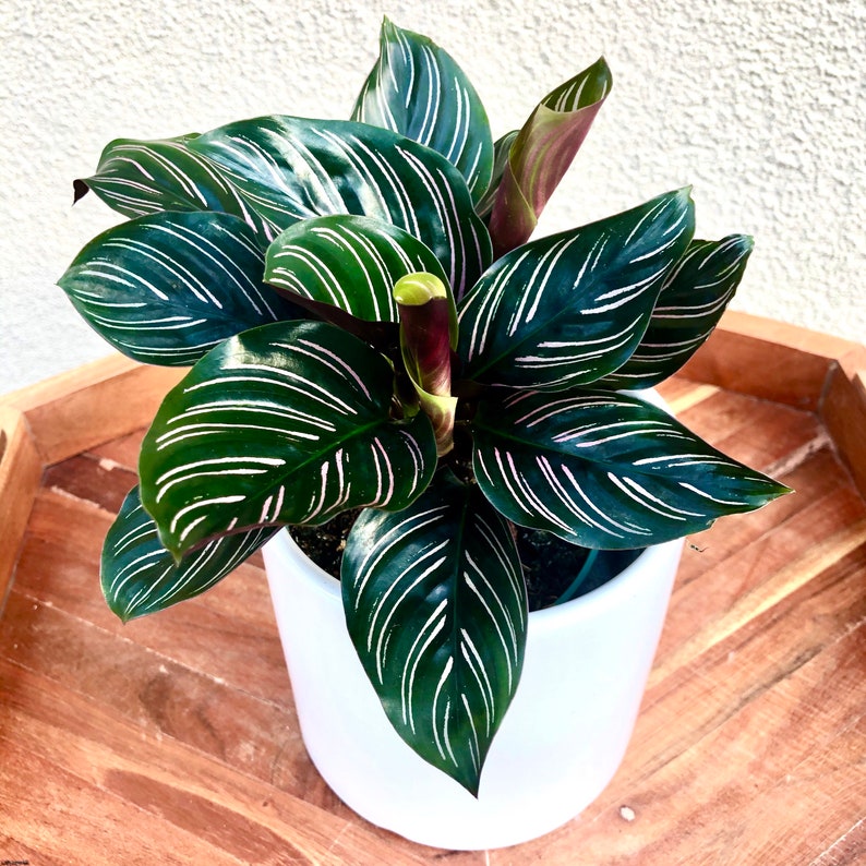 Calathea ornata pinstripe variegated exotic plant live | Etsy