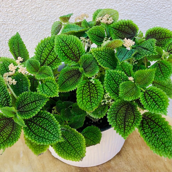 Pilea Moon Valley Friendship Plant - Rare Pilea Mollies Plant- Pet Safe