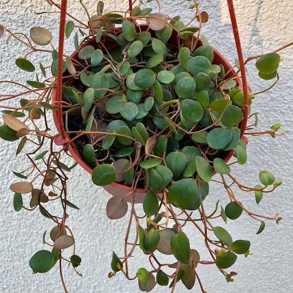 String of Coins -Peperomia Pepperspot - hanging Rare Succulent