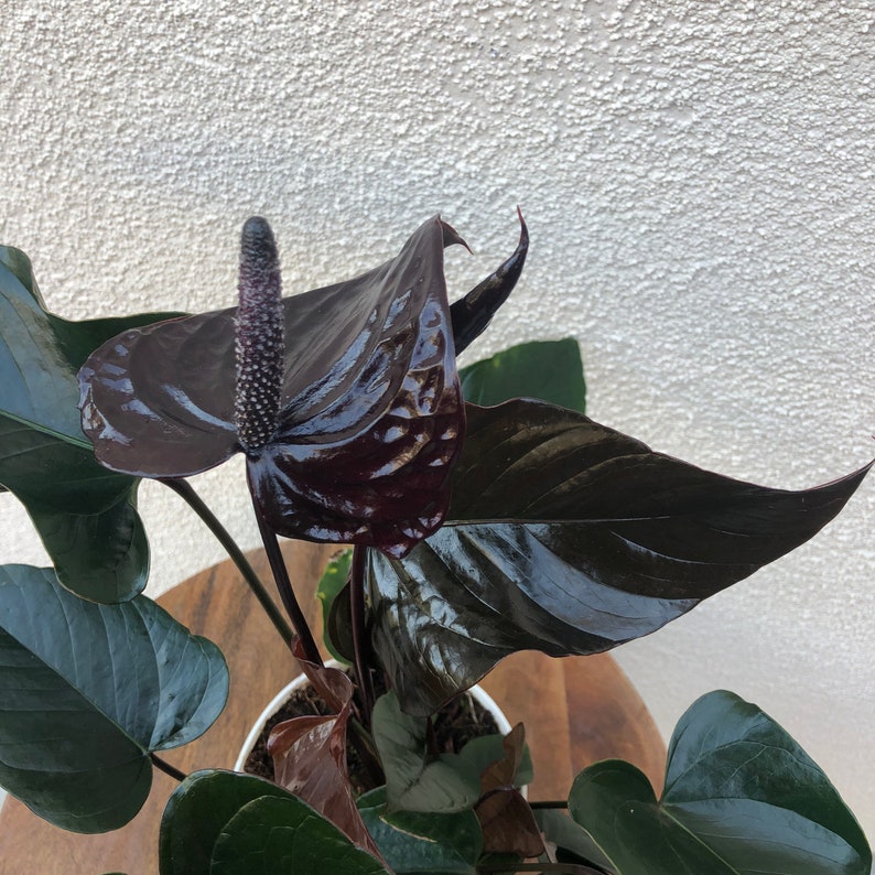 Large Chocolate Anthurium Plantblack Queen Anthurium Plant Etsy
