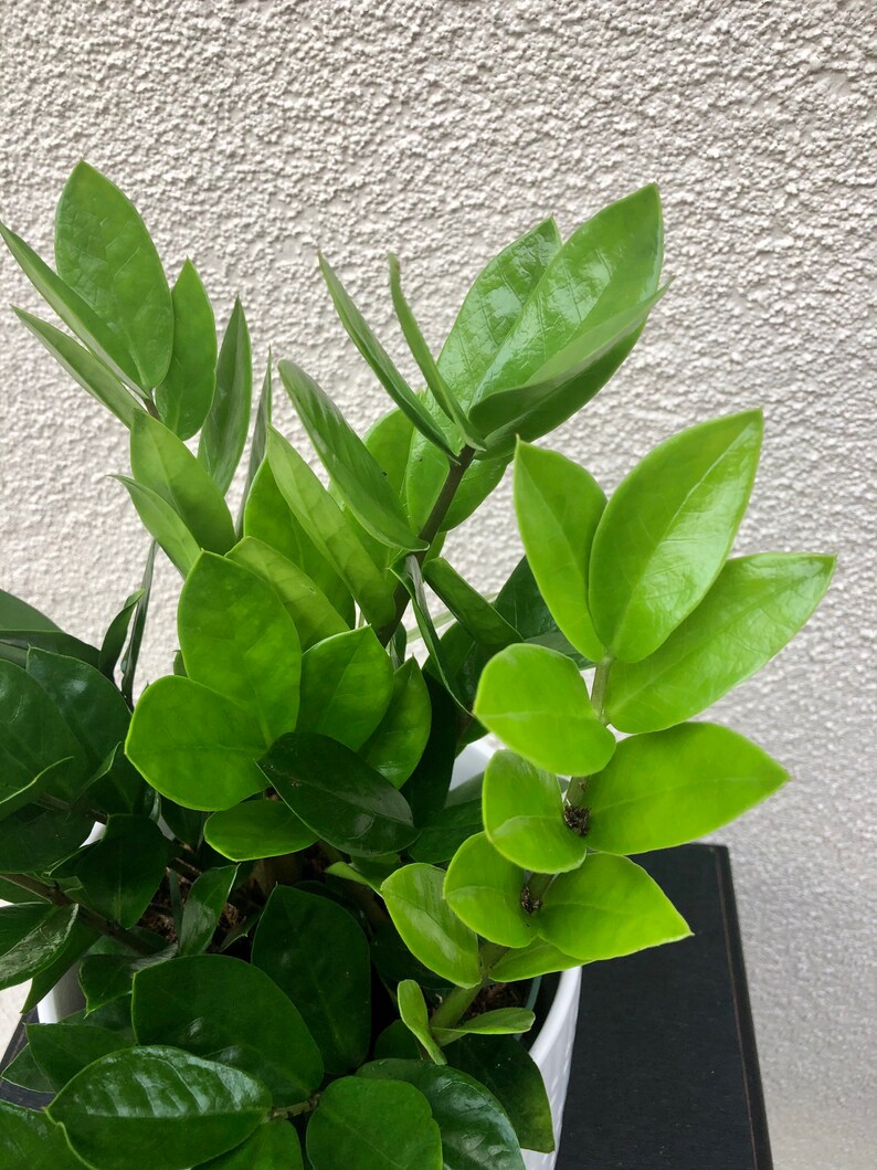 ZZ Plant California grown Zamioculcas zamiifolialive