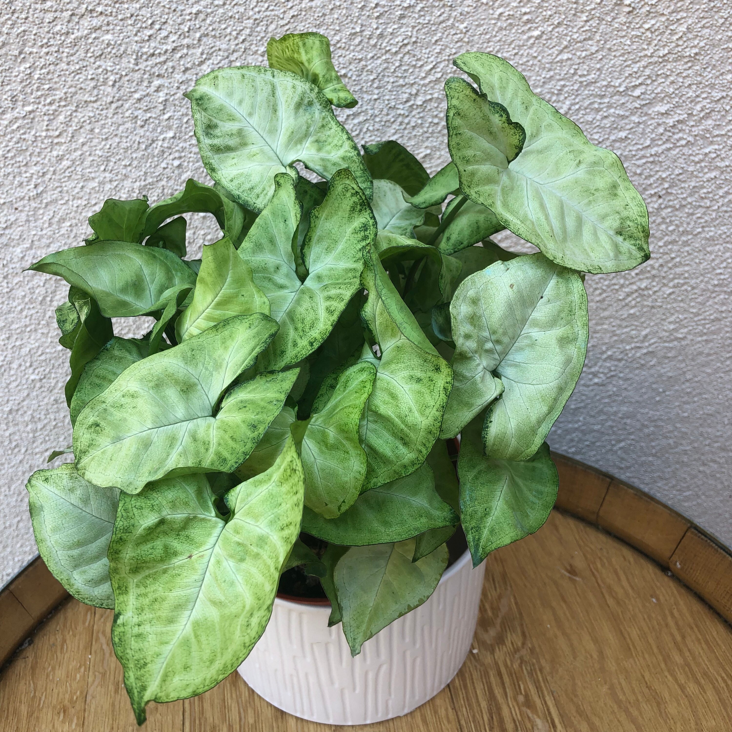 LARGE White Butterfly Arrowhead Plant White Butterfly Etsy