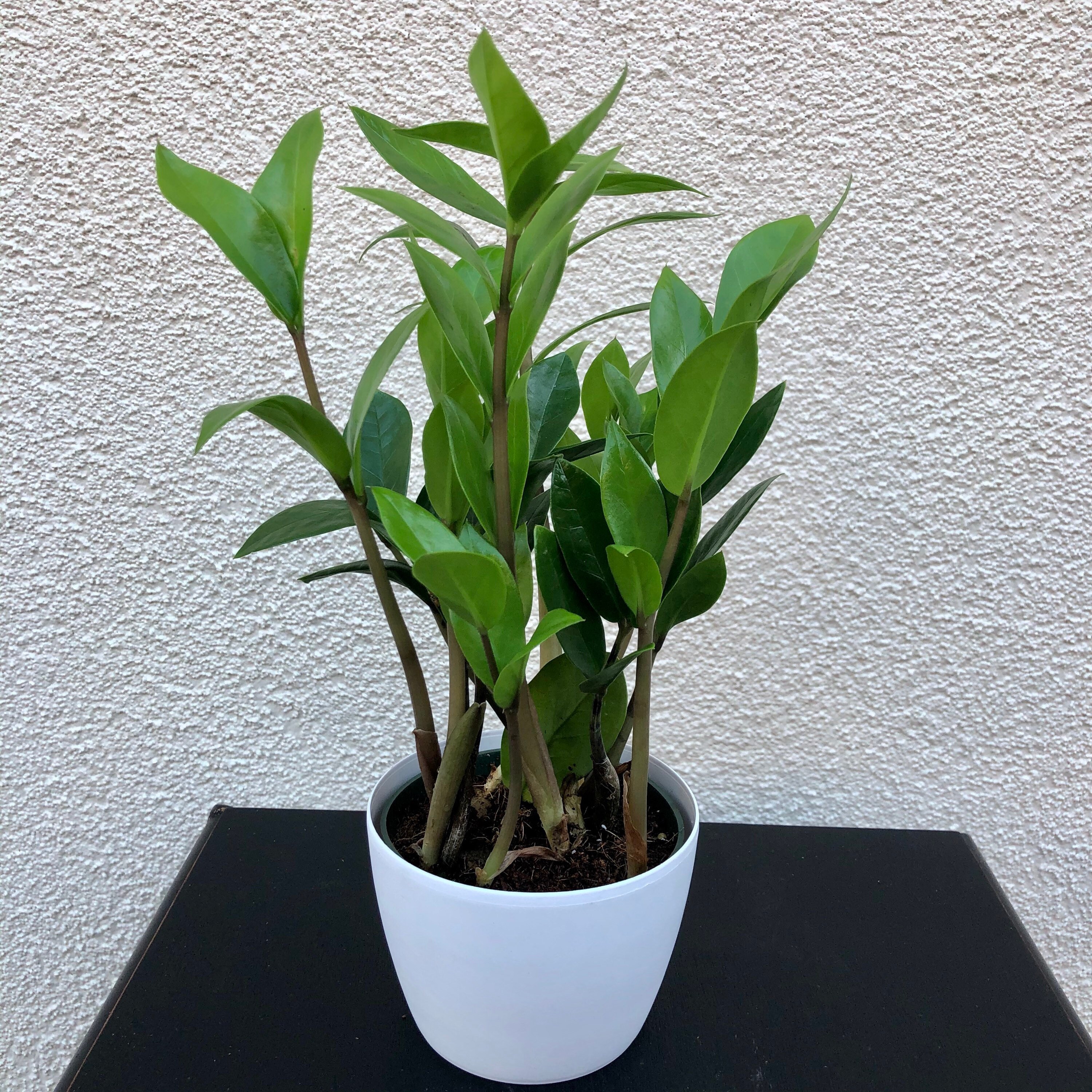 ZZ Plant- California grown -Zamioculcas zamiifolia-live house plant- …