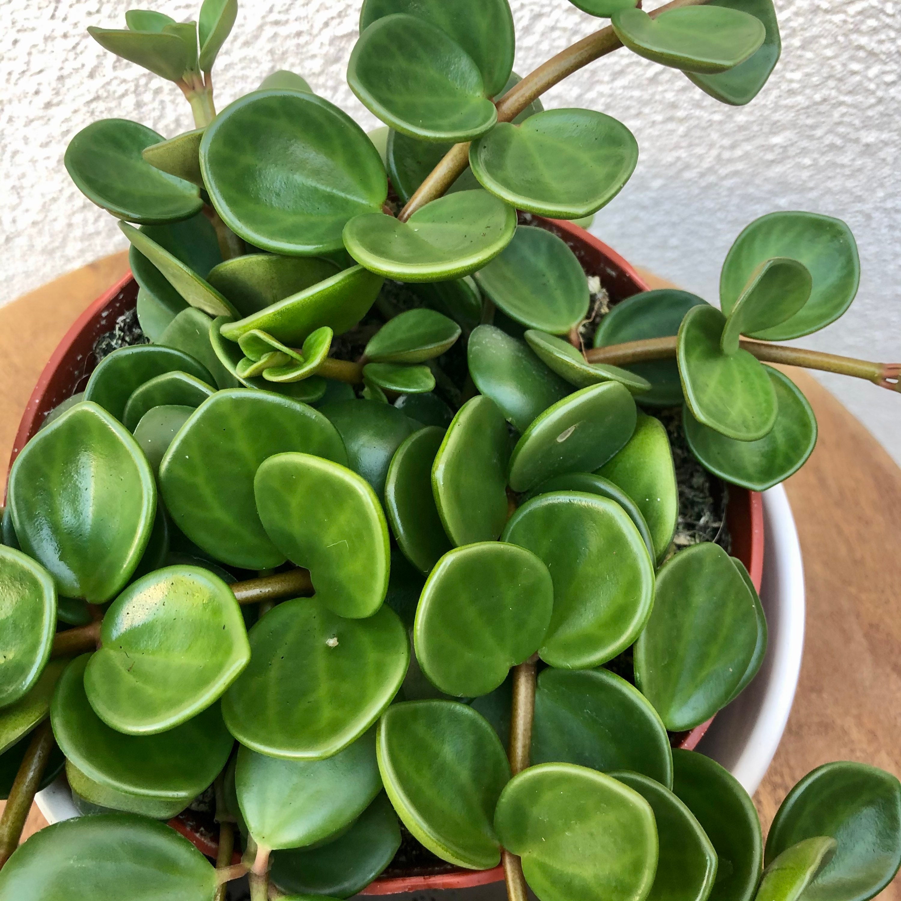Peperomia Hope Hanging Plant Buy Hanging Peperomia Plant