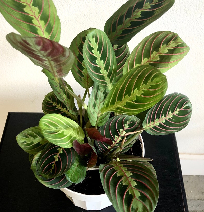Maranta Red Prayer Plant Live indoor house plant Etsy