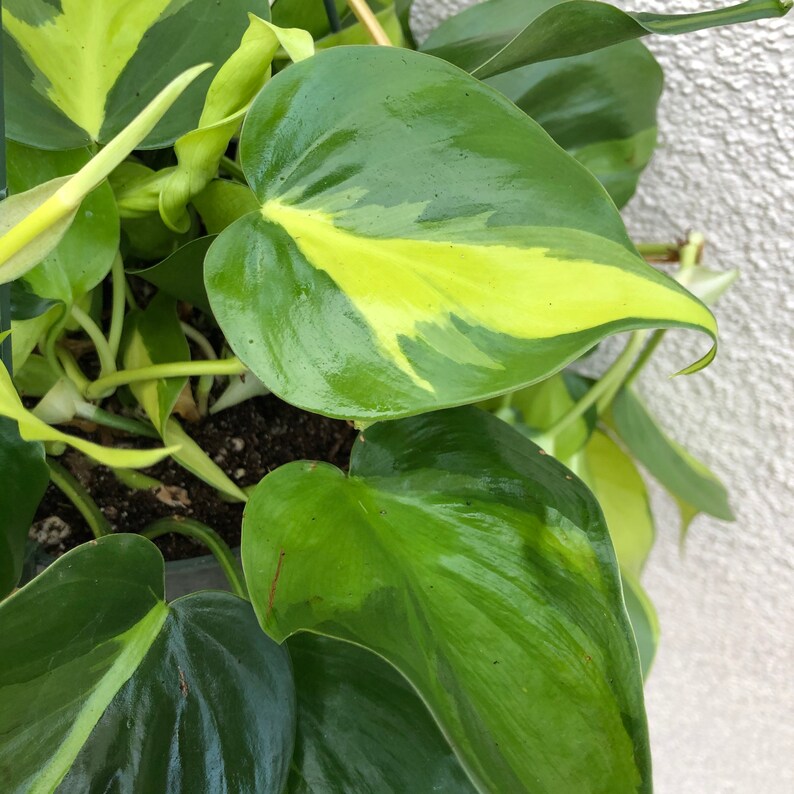 Large Philodendron brasil plant live indoor low light