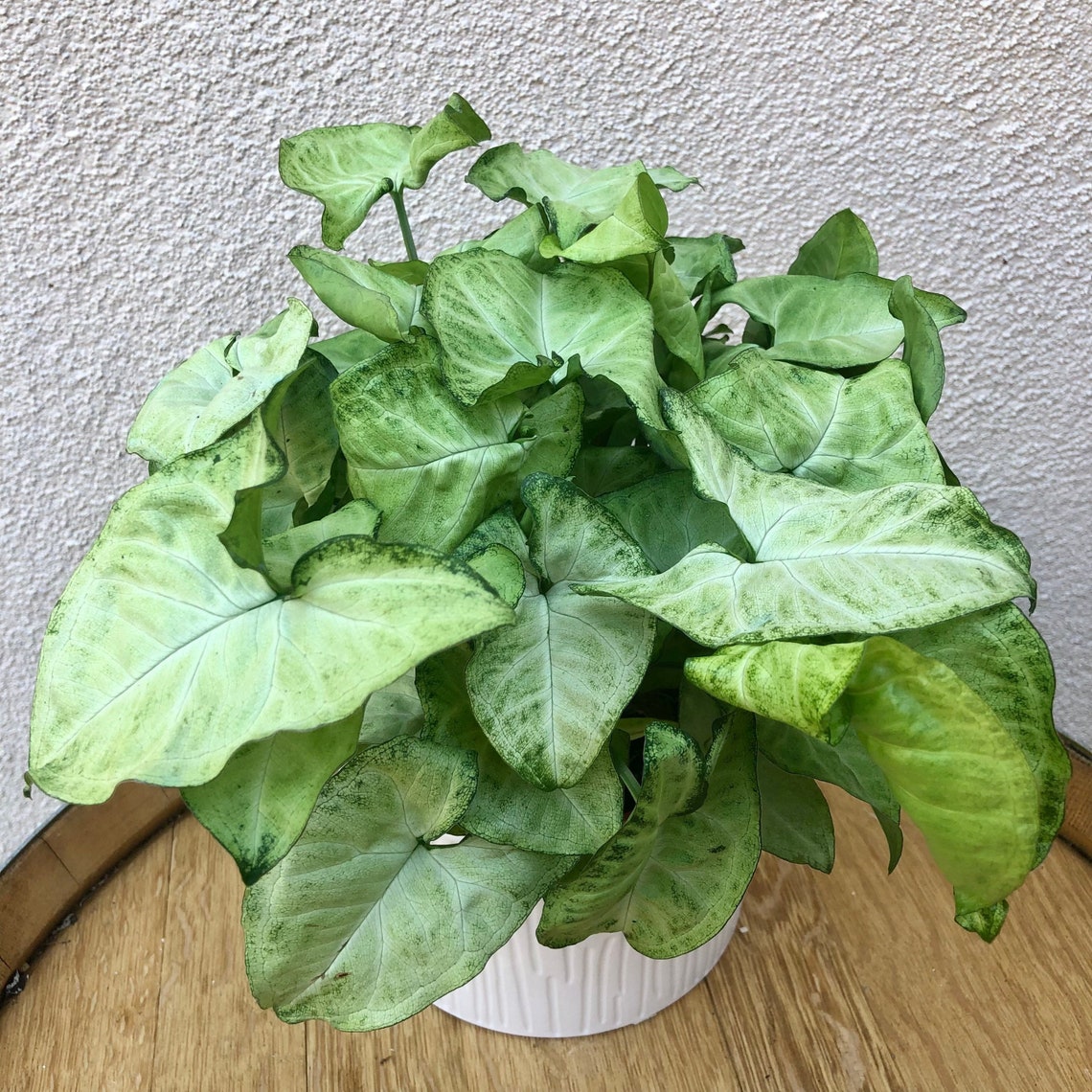 LARGE White Butterfly Arrowhead Plant White Butterfly Etsy