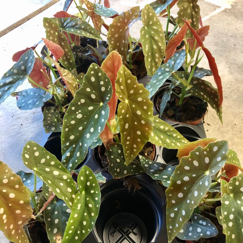 Begonia maculata Wightii PlantPolka Dot Plant Rare Exotic Begonia maculata Wightii PlantPolka Dot Plant Rare Exotic