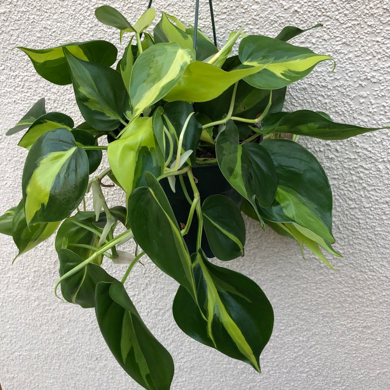 Large Philodendron brasil plant live indoor low light
