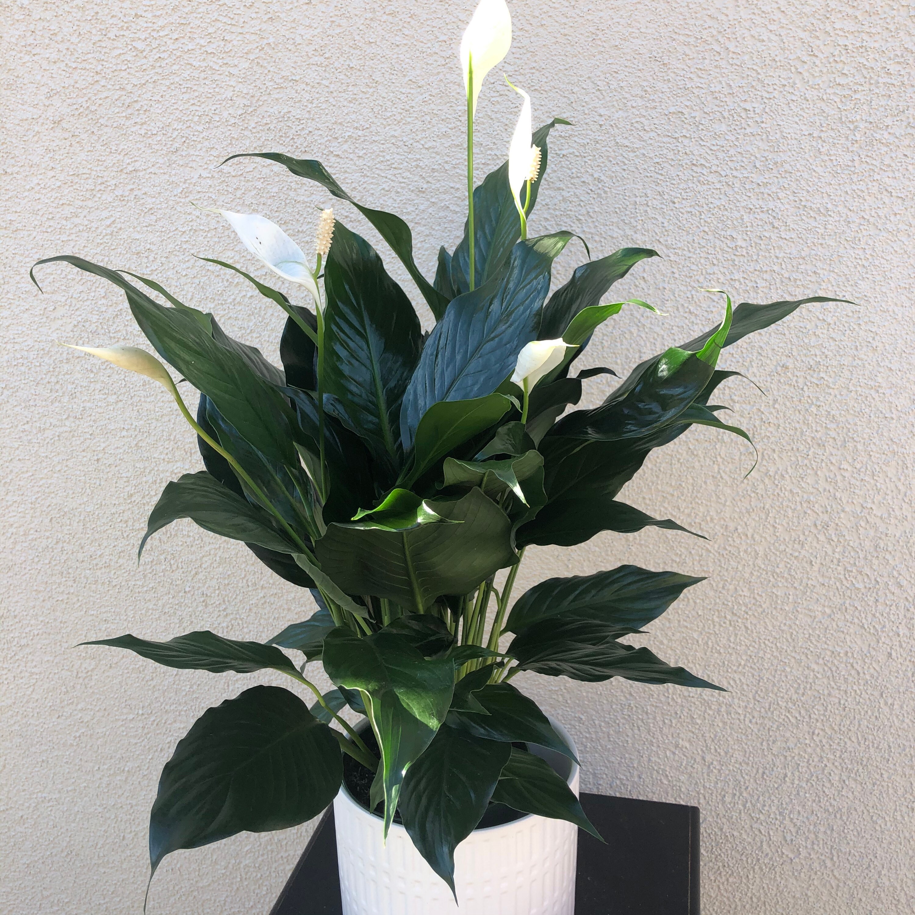 6 Peace Lily Air Purifying PlantEasy Care Low Light Etsy