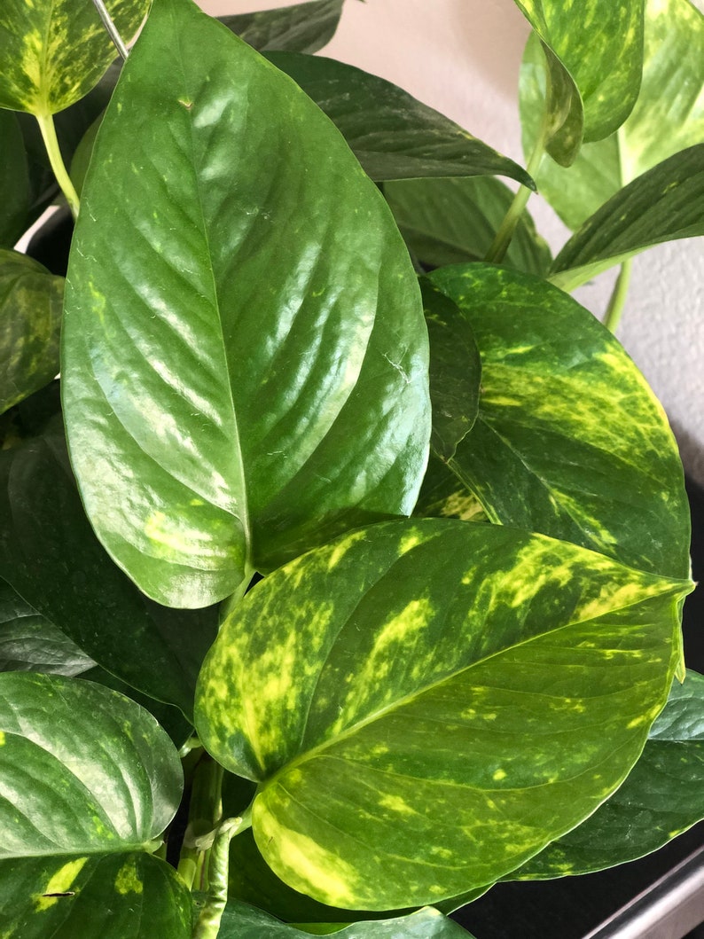 Large Pothos plant Trailing Golden Pothos Large live