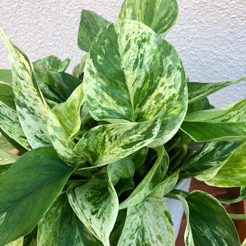 Marble Queen Pothos live house plant indoor low light