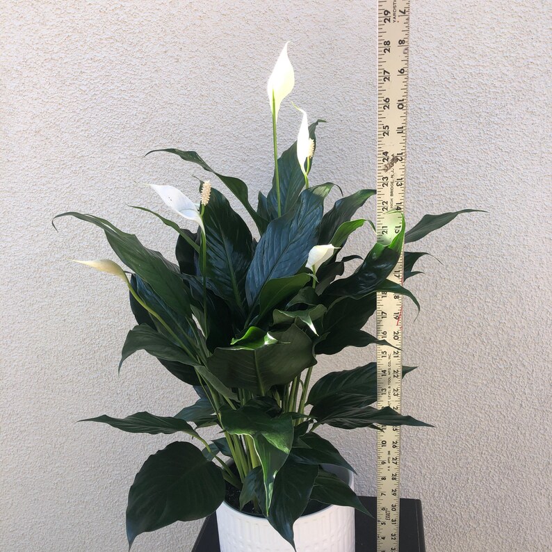6 Peace Lily Air Purifying PlantEasy Care Low Light Etsy