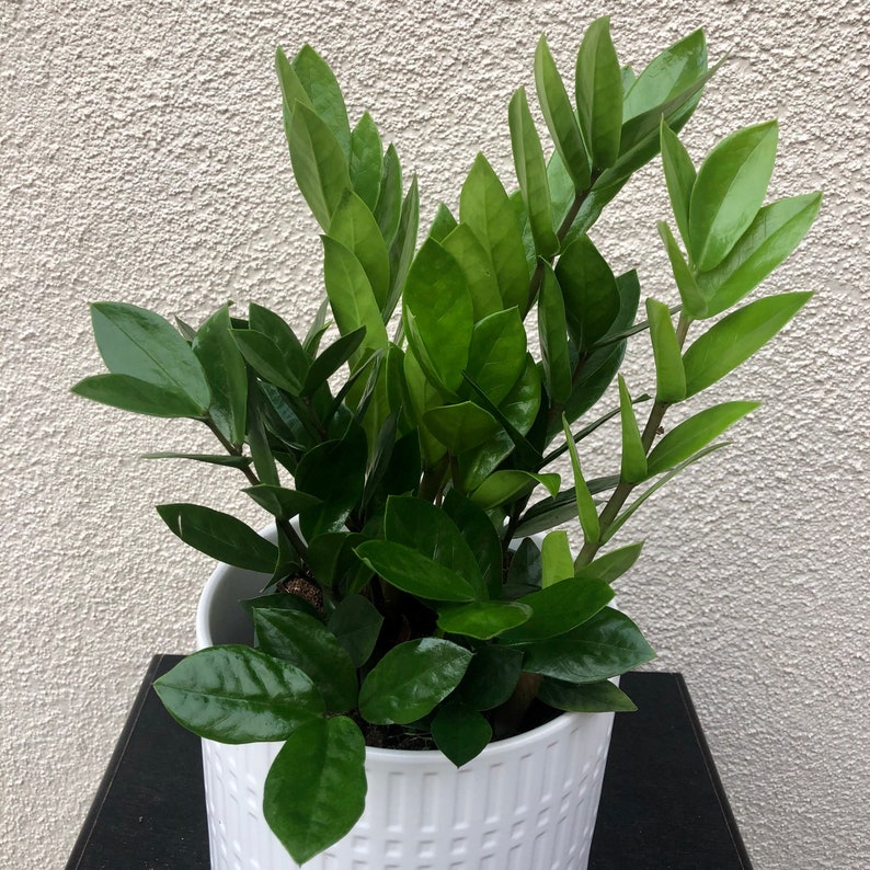ZZ Plant California grown Zamioculcas zamiifolialive