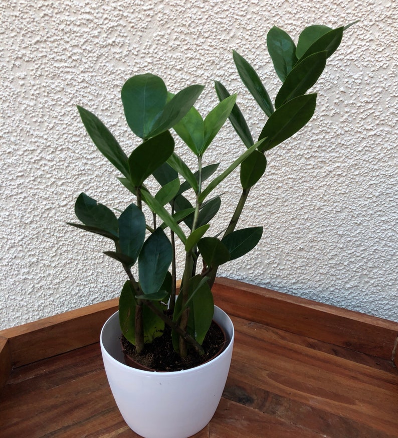 ZZ Plant California grown Zamioculcas zamiifolialive