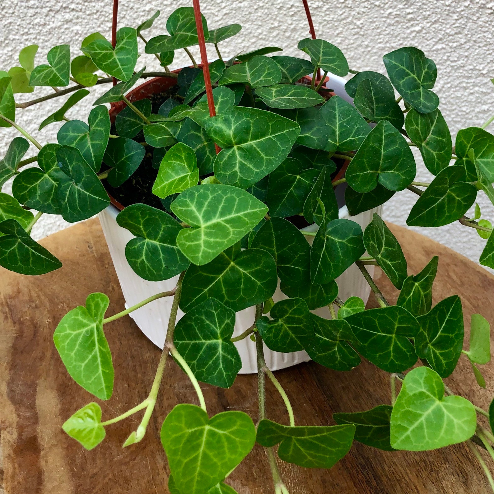 6 �Heart Shaped� Ivy Hanging Plant Sweetheart Etsy