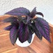 Persian Shield Plant-Strobilanthes dyeriana- Royal Purple Plant- Rare live houseplant- Indoor plant- exotic plant 