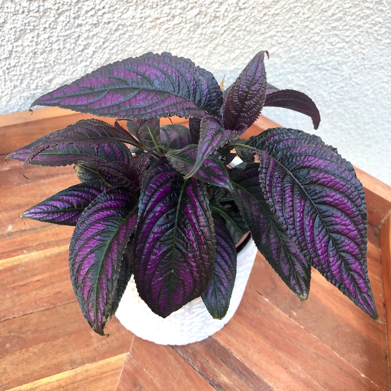 Persian Shield Plant-Strobilanthes dyeriana- Royal Purple Plant- Rare live houseplant- Indoor plant- exotic plant 