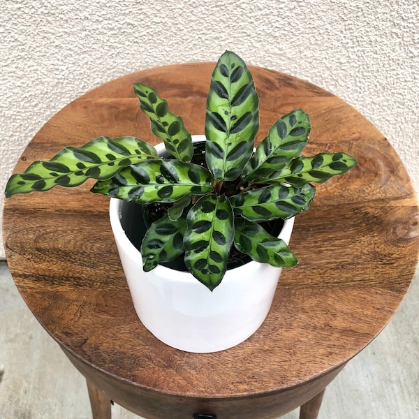 Rattlesnake Plant - Calathea lancifolia - House Plant -live indoor plant -Tri-colored Prayer Plant